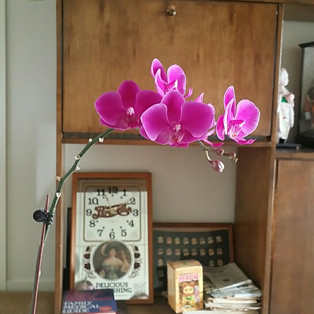 Meet your Posher, Consuelo